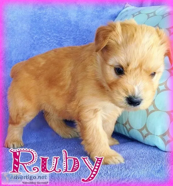 Ruby Female AKC Wheaten Terrier 875.00 New Price 32519