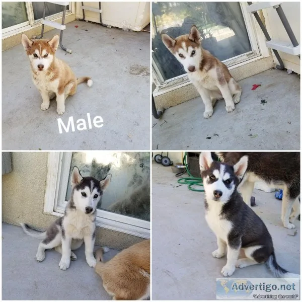 Siberian Husky Puppies 1 boy and 3 girls