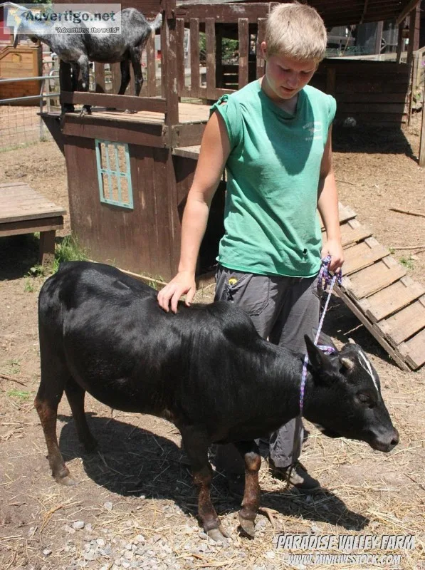 Mini Zebu Bull-Reduced price
