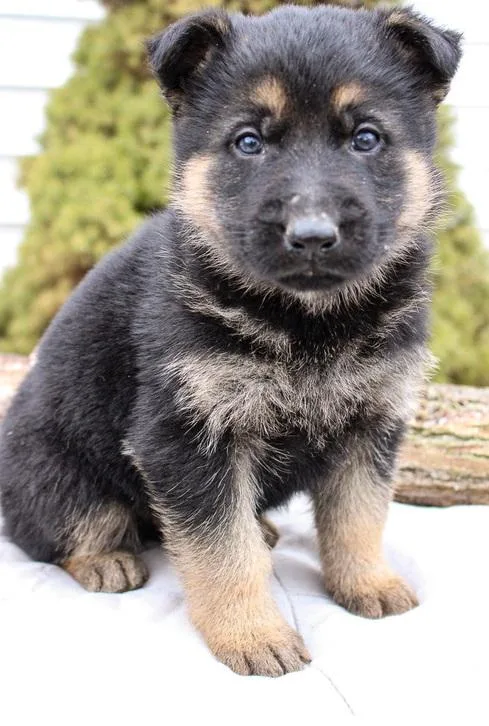 Brave and raised with pride German Shepherd puppies