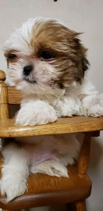 Cute little shihtzu male