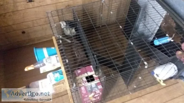 Ferret and cage