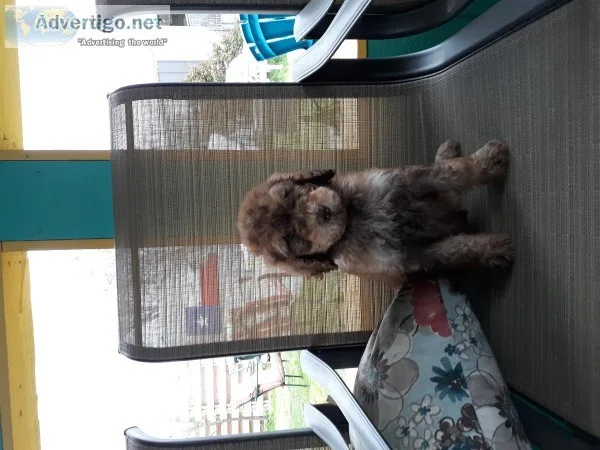 F2b goldendoodle