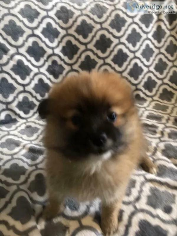 Pomeranian Puppies For Sale