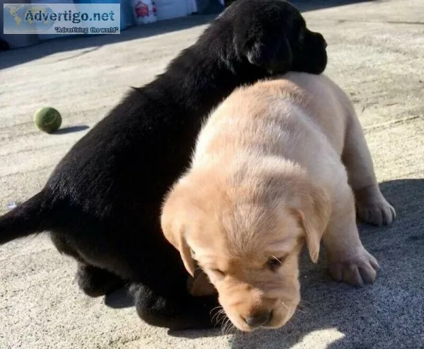 Beautiful CKC Black Yellow and Chocolate Lab Puppies