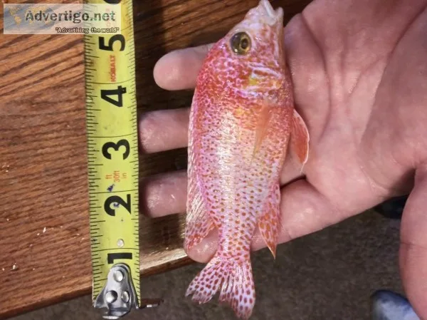 Large cichlids