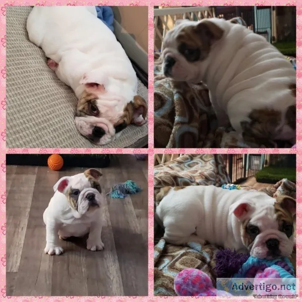 English Bulldog Puppy Female
