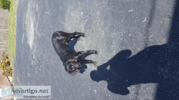 Black female lab