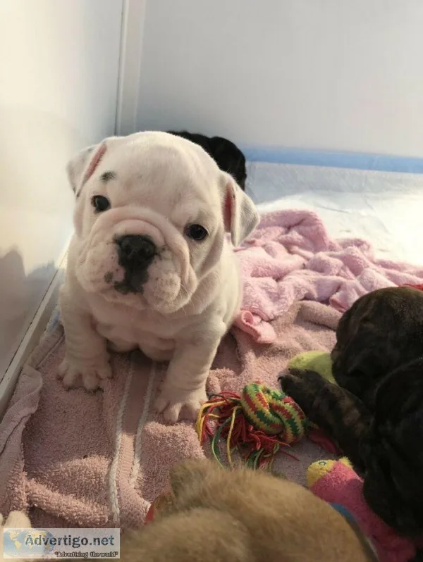 English Bulldog Puppies
