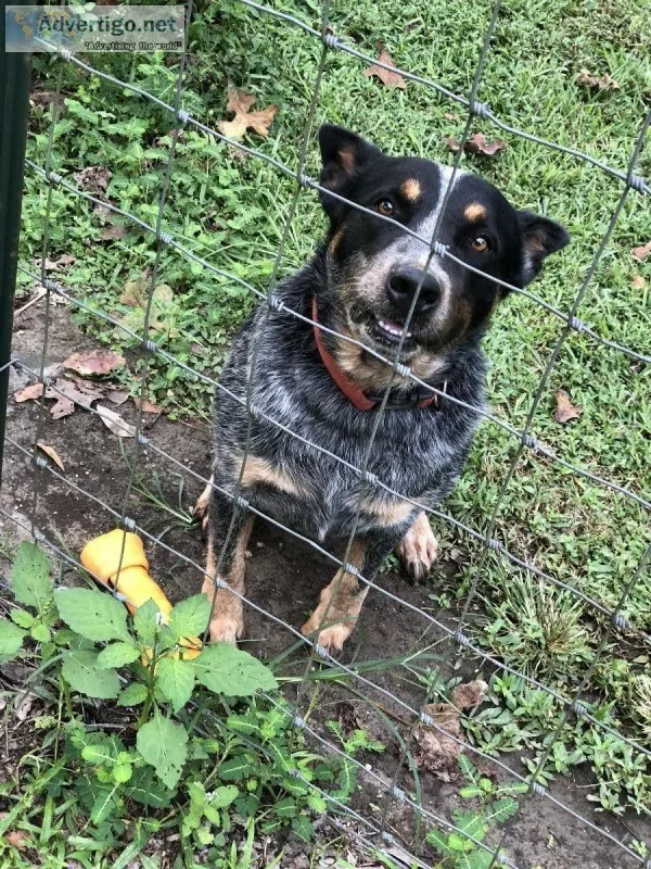 Blue Healer