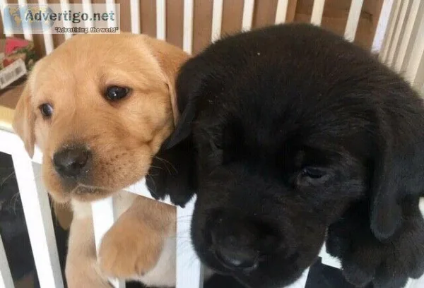 Chocolate Labrador Pups