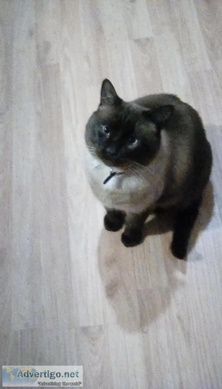Beloved cat Siamese with blue eyes.