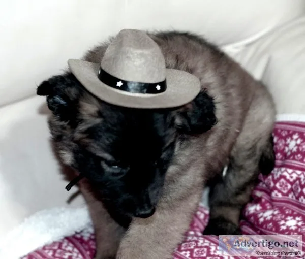 Belgian Tervuren Puppy