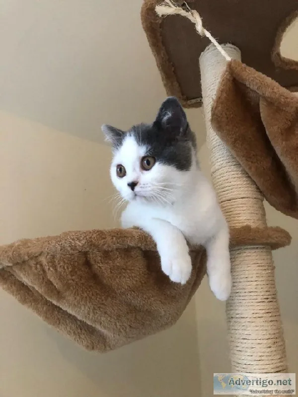 Beautiful British Short hair Kittens Available