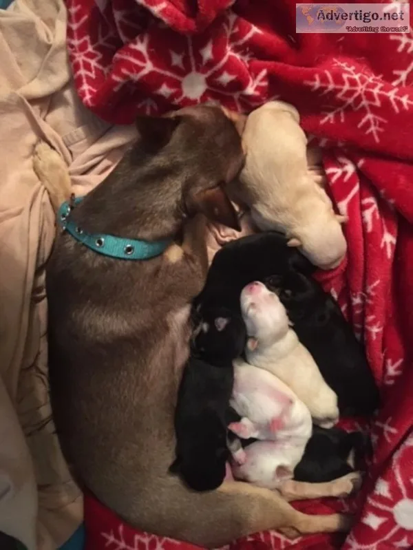 Male Chihuahuas