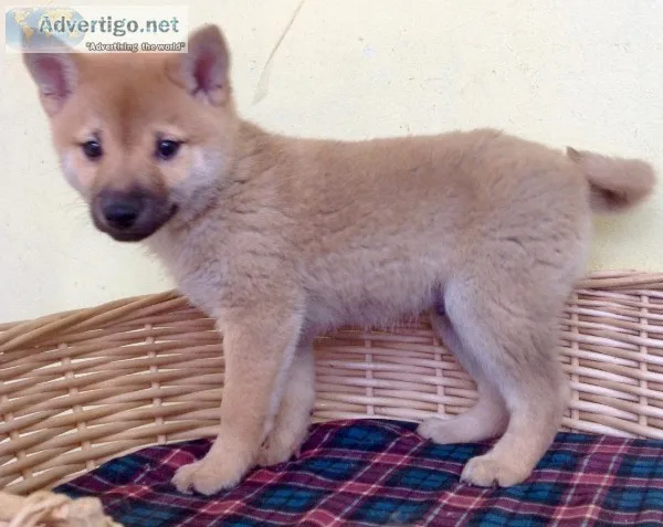 Shiba Inu Puppy