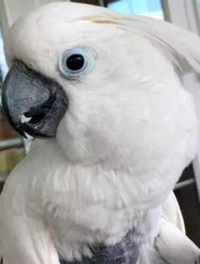 Umbrella Cockatoo