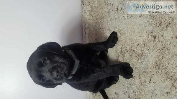 ONLY 3 Left AKC English Black Lab Pups