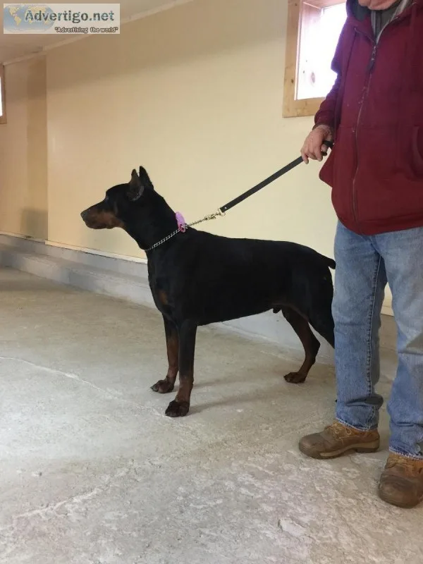 Young Trained Dogs