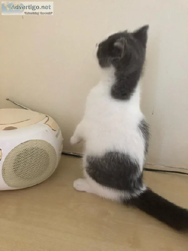 Registered British Short Hair Kitten for Sale