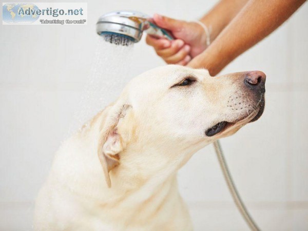 Dog Grooming Near Me  Beinnein.com