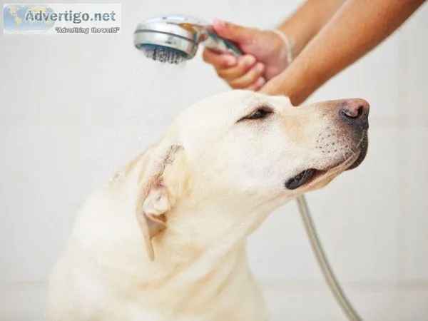 Dog Grooming Near Me  Beinnein.com