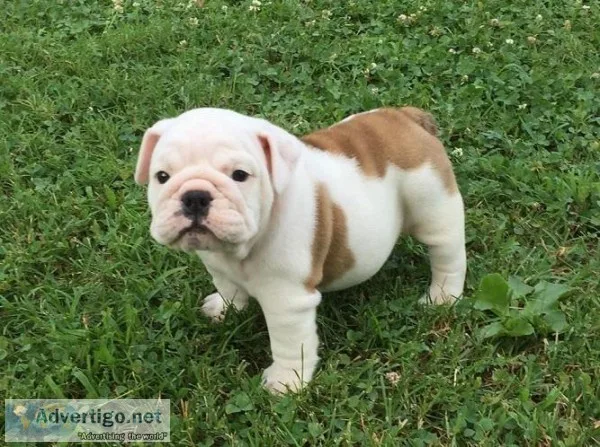 Beautiful English Bulldog Pups