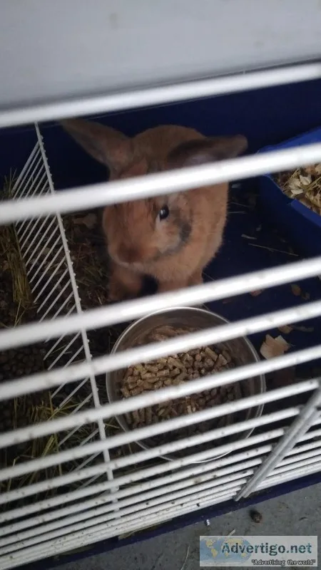 Female Bunny
