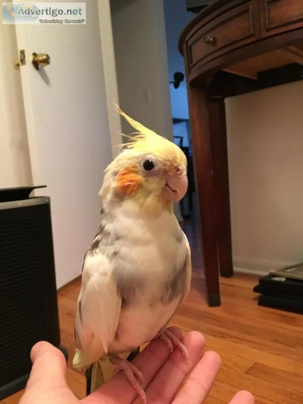 free cockatiel to home with quarantine or no other birds.
