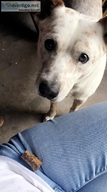 2yr old Red Heeler to a Good Ranch