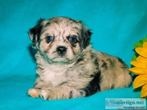Carter Male Yorkie Poo