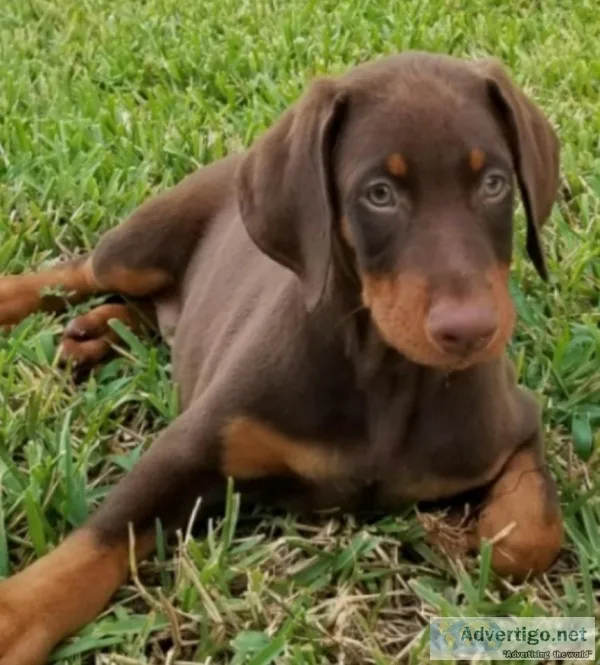 8 Week old Red Female Doberman Puppy