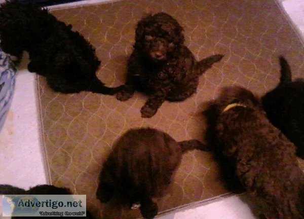 EASTER SALE standard poodles