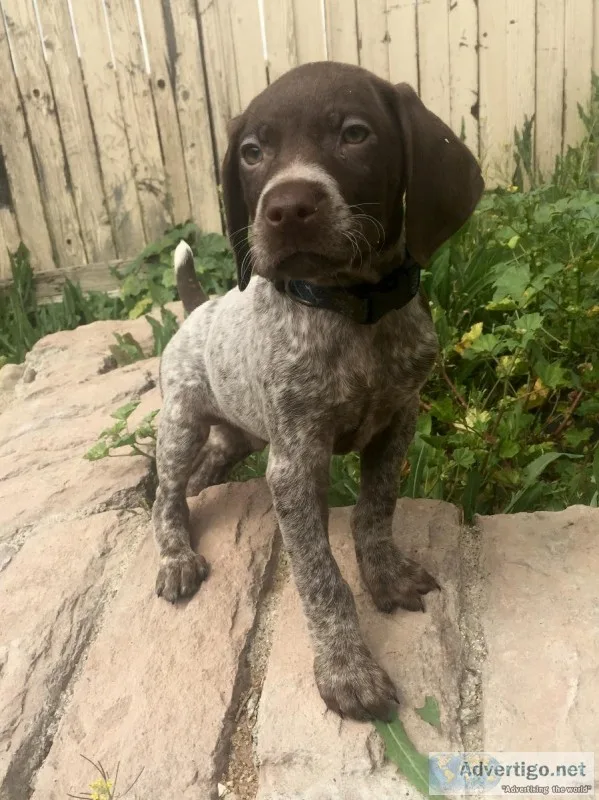 AKC German Shorthaired Pointer Pup