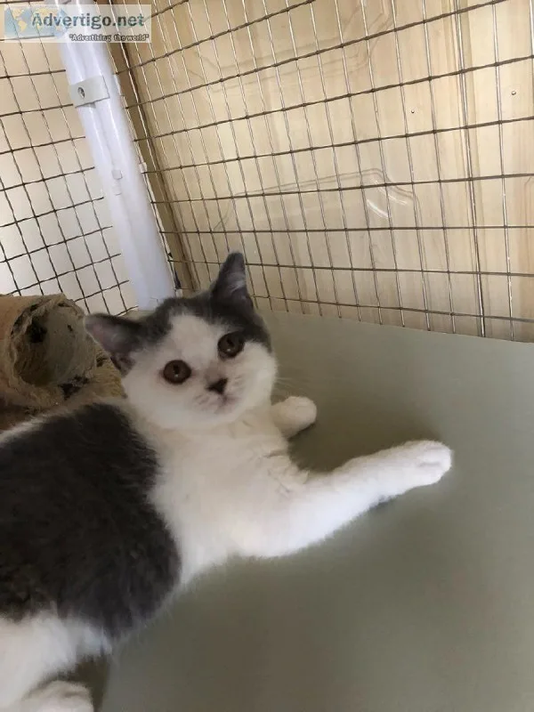 Absolutely Beautiful British Short hair Kitten