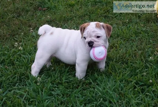 English Bulldog Puppies