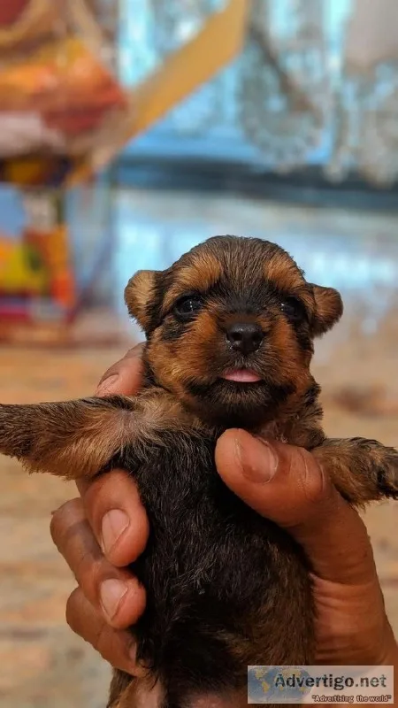 Minnature Yorkies tshi zuis