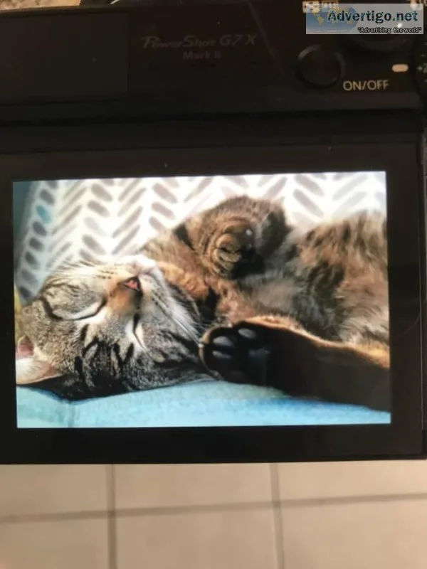 Male 7 Month Bengal Kitty With Supplies 400