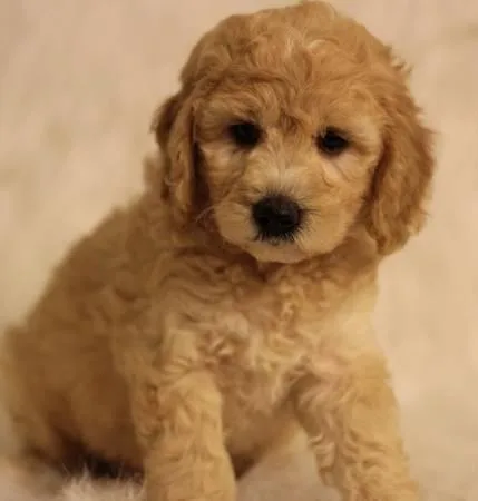 f1BB goldendoodle 12 weeks old