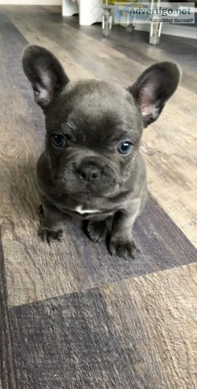 French Blue Bulldog female