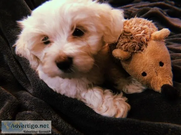 MORKIE PUPPIES