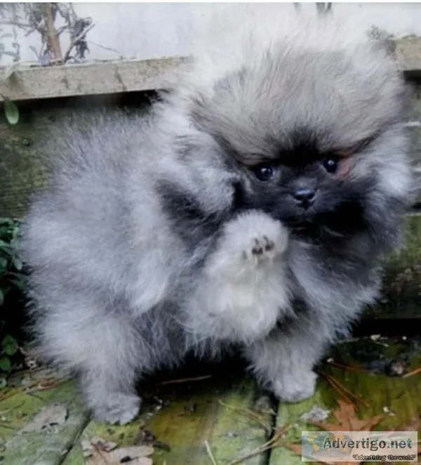 AKC WOLF SABLE POMERAINIAN