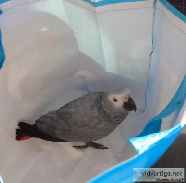 Sweet and lovely African grey parrots