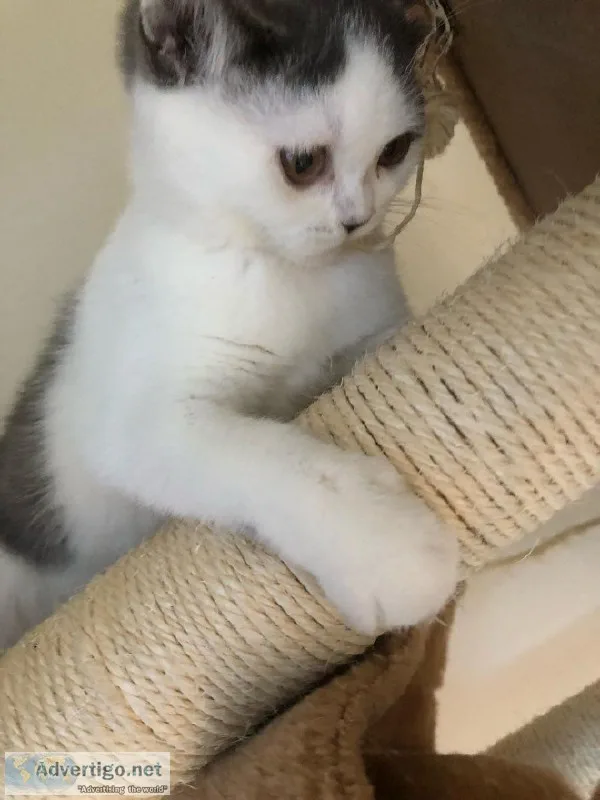 Exotic Shorthair Kitten