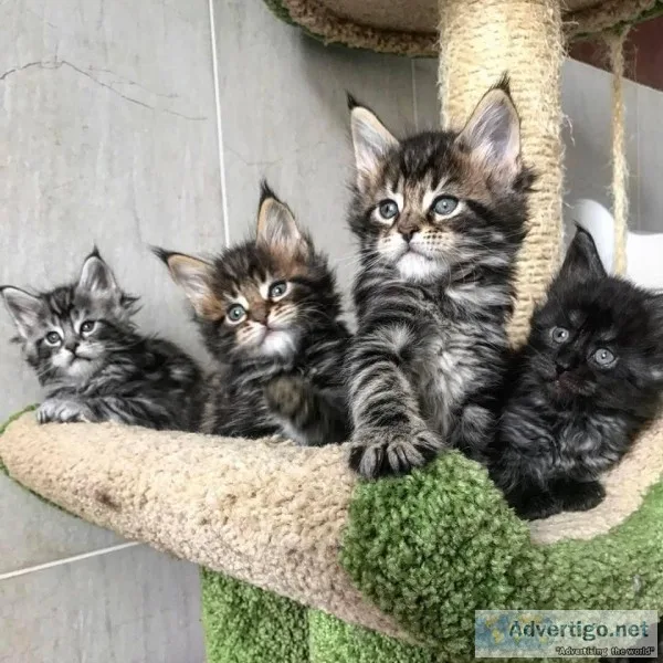main c--n kitten