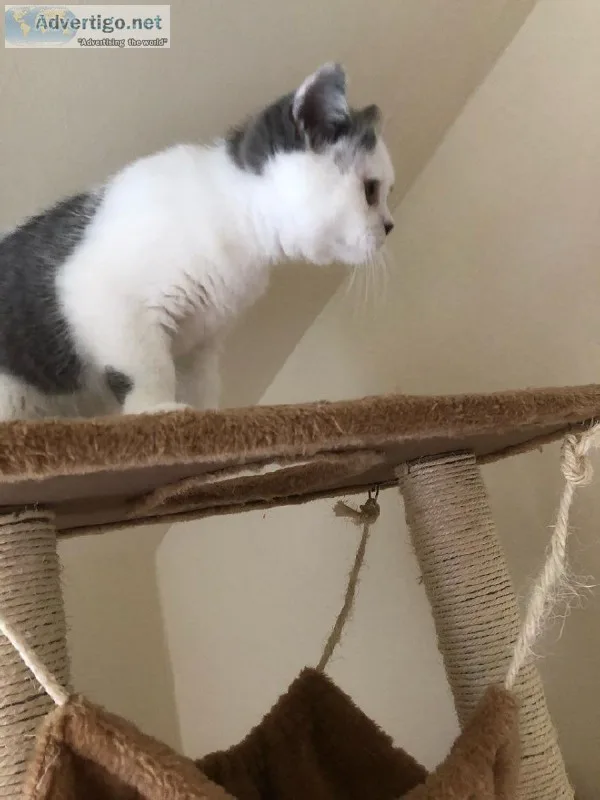 Cute and Lovely Home Raised Short hair Kittens.