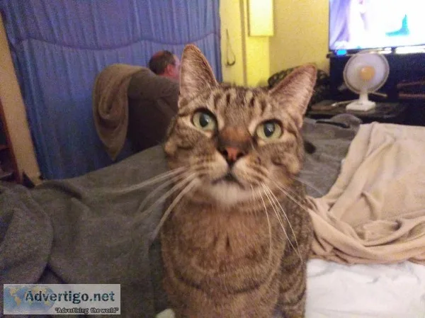 Free Cat