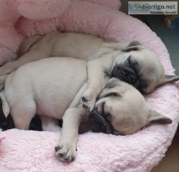 Stunning aKc Reg Pug Puppies Boysgirls Available