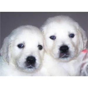 Good looking male and female Golden retriever puppies