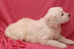 Golden Retriever Puppies